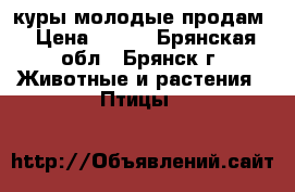 куры молодые продам › Цена ­ 400 - Брянская обл., Брянск г. Животные и растения » Птицы   